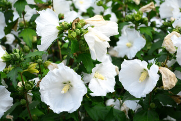 A cluster of white hibiscus flowers opens up under the bright spring sun, surrounded by lush green foliage. The blossoms showcase delicate petals and fresh buds ready to bloom