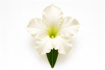 Fototapeta premium Close-Up of Desert Rose on White Background 