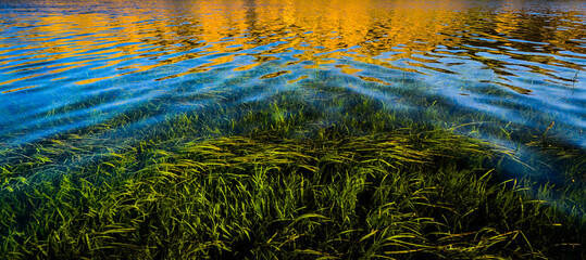 Underwater herbs and clear water