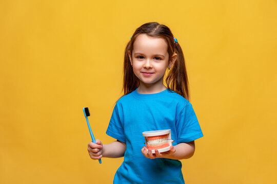 Little girl holding tooth jaw, toothbrush on yellow background. Kid training oral hygiene. Child learning brushing, cleaning teeth. Prevention of caries in children. children dentistry. dental care