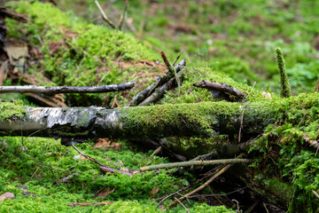 Obraz premium Fallen old trees in a forest covered with moss, plant life cycle