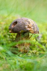 The blacksmith's bolete, Neoboletus luridiformis, is an edible mushroom from the boletus family