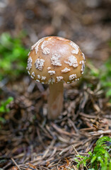 The pink fly agaric (Amanita rubescens), often called just pink or red, is an edible mushroom from the Amanita family.