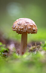 The pink fly agaric (Amanita rubescens), often called just pink or red, is an edible mushroom from the Amanita family.