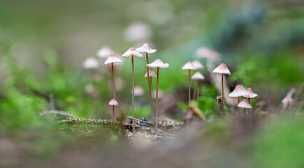 Mycena epipterygia among moss in the forest