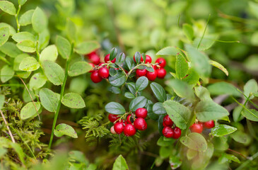 Cranberry (Vaccinium vitis-idaea) cranberry leaves as ingredients in tea blends with diuretic and disinfectant effects. Cranberry extracts are used in the pharmaceutical industry.