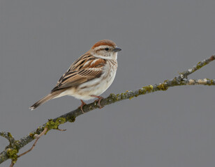 American Tree Sparrow rests on moss-covered branch during winter. Brown, white feathers detailed against soft gray background. Small bird exhibits beautiful plumage, perfect for nature, wildlife