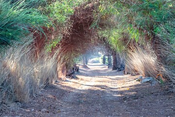 Beautiful tunnel  natural path in an idyllic and pleasant environment
