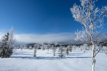 Blue sky and frost-covered trees