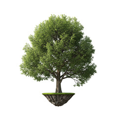 tree on white background