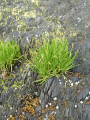 Sea plantain clinging to dark volcanic rock, adorned with yellow lichen and white barnacles