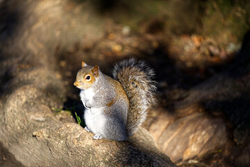 squirrel in the Boston park