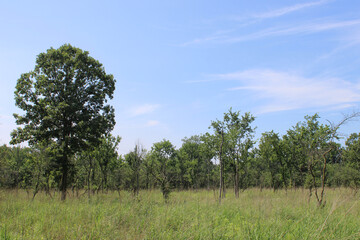 Oak savanna at Watersmeet Woods with cirrostratus clouds in Glenview, Illinois