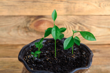 Three mandarin sprouts in a flower pot on a wooden background.