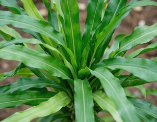 Obraz premium Close-up of lush green pandan plant leaves with wavy edges and prominent veins. This vibrant foliage offers a fresh, natural aesthetic, perfect for home decor and interior design.