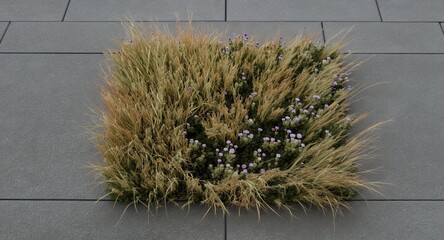 Vibrant Purple Flowers and Textured Golden Grass in Modern Grey Pavement Design Minimalist Urb
