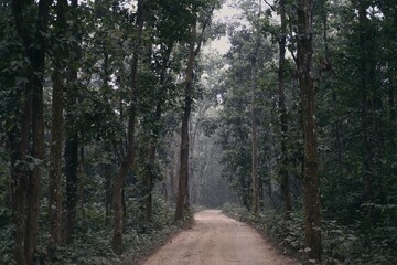 Naklejka premium Path in the woods deep forest 