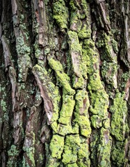 Obraz premium Detailed Macro Image of Tree Bark with Green Moss and Detailed Texture in Natural Light