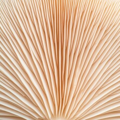 Macro Shot of Mushroom Gills in Beige and White Tones Showing Radial Pattern