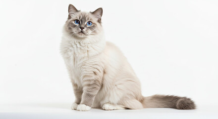 Elegant Ragdoll Cat with Striking Blue Eyes on White Background.