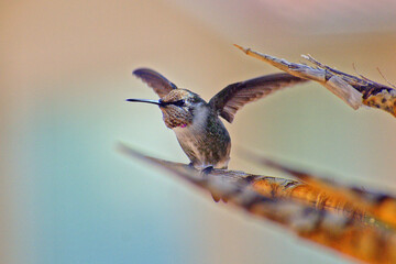 Hummingbird in Flight - Close-Up of a Hummingbird
