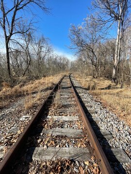 railroad tracks in the forest