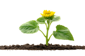 Young Sunflower Sprout Growing in Soil Black Background,