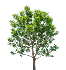 Obraz premium tree isolated on transparent background, PNG Format