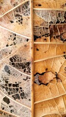 Detailed Close Up of a Brown Decaying Leaf with Intricate Veins and Cellular Structure