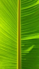 Lush Green Banana Leaf Texture with Central Yellow Stem in Direct Sunlight Creates Striking Visual