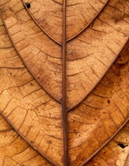 Detailed Macro Shot of a Brown Leaf with Visible Veins and Natural Patterns