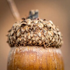 Detailed Macro Shot of a Single Brown Acorn with a Textured Cap and Smooth Shell in Natural Light
