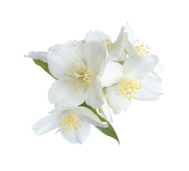 Fototapeta premium Beautiful jasmine flowers with green leaves isolated on white