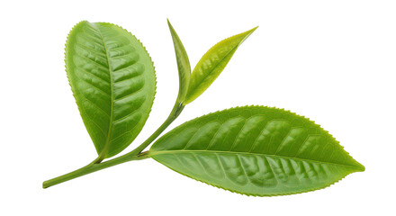 Obraz premium Fresh Green Tea Leaves Closeup