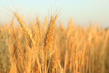 Obraz premium Golden wheat ears growing in field, closeup
