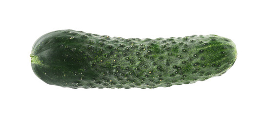 One fresh green cucumber isolated on white
