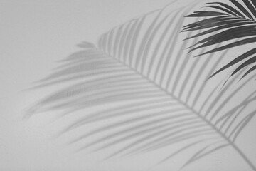 Tropical palm branch casting shadow on white wall. Black and white toning