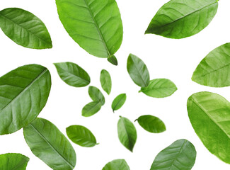 Citrus plant leaves in air against white background