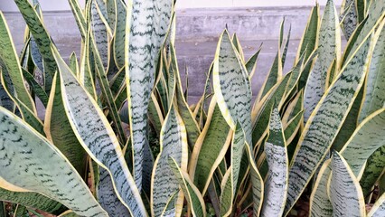 Healthy Mother-in-Law's Tongue (Sansevieria trifasciata): Lush Green Snake Plant Foliage with...