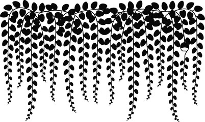 Black and white illustration of cascading wisteria vines with delicate leaves