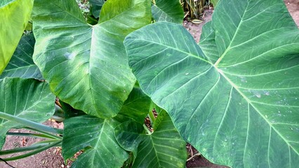 Tropical taro plant Colocasia esculenta edible root crop with giant green leaves grown in humid garden perfect for food agriculture and exotic plant stock photo