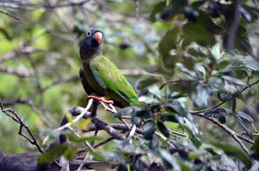 Blue Green Parrot Perched in a Treetop