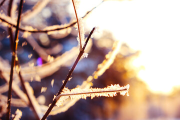 Majestic nature, calmness, frozen winter scene. Amazing nature background. Frozen grass at sunrise close up. Winter wonderland. Idyllic nature. Soft blurred, ambient light