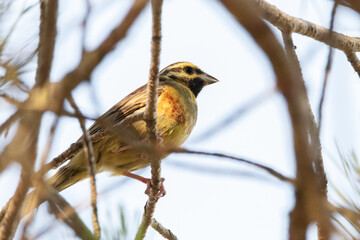 Escribano soteño (Emberiza cirlus) posado en la rama