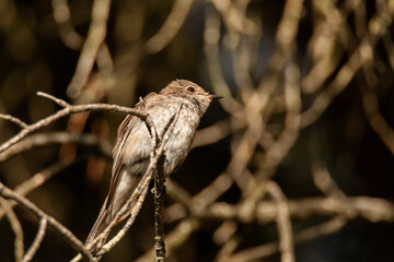 Empezando a descubrir el mundo que le rodea este Papamoscas gris juvenil 