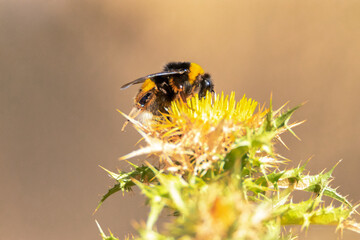 Polinizando la flor de un cardo este Abejorro común (Bombus terrestris lusitanicus)