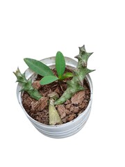 Green plant in a pot