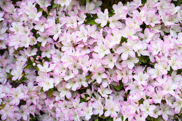 White flowers with pink outlines blooming on an azalea bush, Northwest native plant growing in...