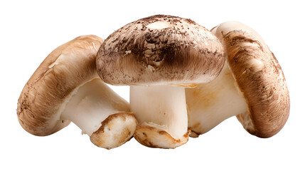 Fototapeta premium Three Brown Mushrooms Closeup Shot Food Photography Delicious Fungi Harvest