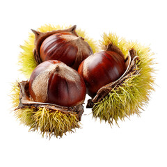 Sweet Chestnuts Fresh from their Burrs Autumn Harvest Nature Bounty
